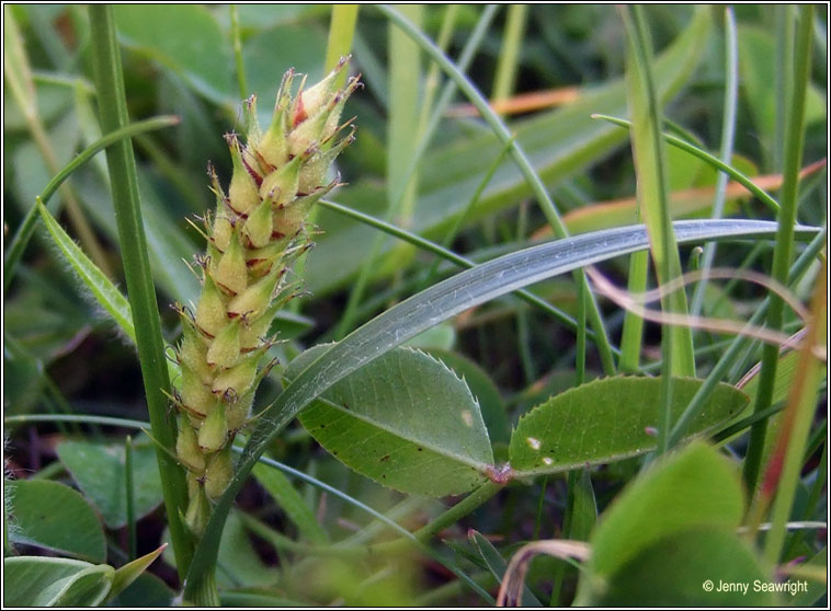 Hairy Sedge, Carex hirta