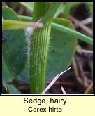 Sedge, hairy