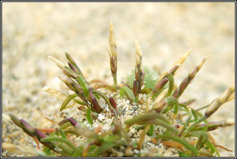sand-grass,early