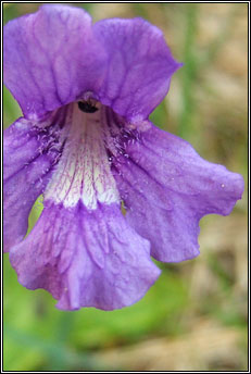 butterwort,large-flowered (leith uisce)