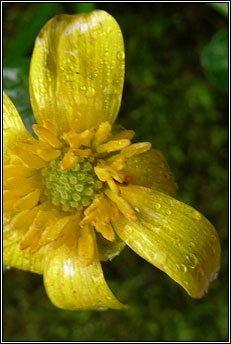 celandine,lesser (gr�n arc�in)