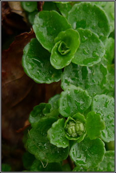 golden-saxifrage,opposite-leaved (gl�ris)