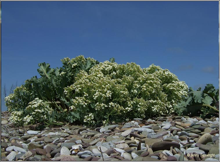 sea-kale (Praiseach thr�)