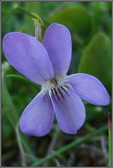 heath dog-violet