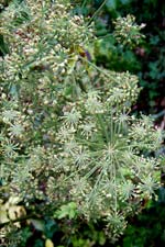 angelica seedhead (bli�c�n)