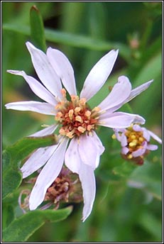 aster,sea (luibh bhline)