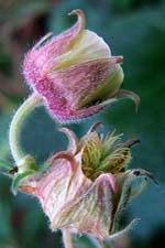 water avens (machall uisce)