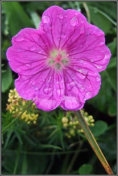 cranesbill,bloody (crobh dearg)