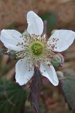 bramble (dris)