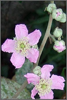 brambles (dris)
