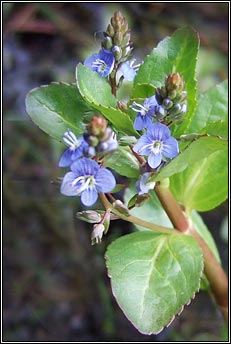 brooklime (lochall)