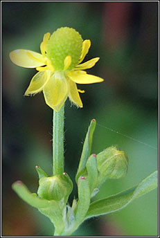 buttercup, celery-leaved (toircheas fi�in)