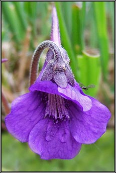 butterwort,large_flowered (leith uisce)