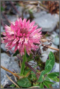 clover,red (seamair dhearg)