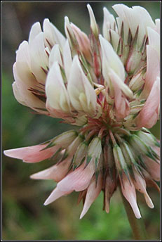 clover,white (seamair bh�n)