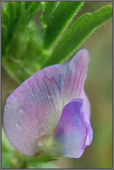 vetch,common (peasair chapaill)