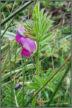 vetch,common (peasair chapaill)