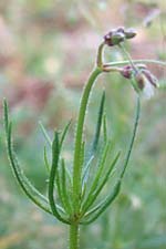 corn spurrey (corr�n lin)