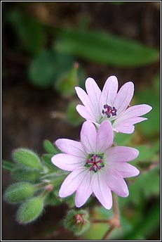 cranesbill,dovesfoot