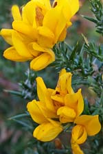 western/autumn gorse (aiteann gaelach)