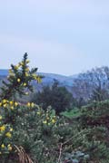 gorse,european (aiteann gallda)