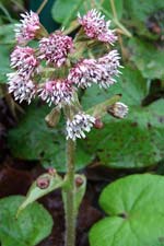 winter heliotrope (pl�r na gr�inne)