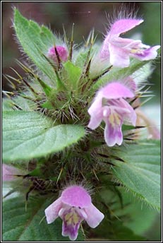 hemp-nettle,bifid (ga b�i)