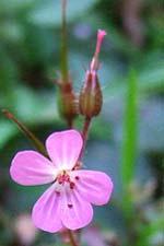herb robert (ruith�al r�)