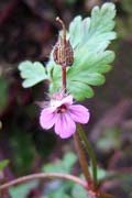 herb robert (ruith�al ri)