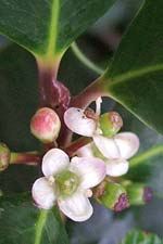 holly (cuileann)