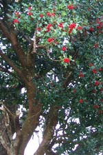 holly (cuileann)