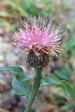 knapweed (minscoth)