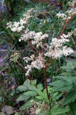 meadowsweet (airgead luachra)