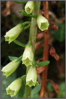 navelwort/wall pennywort (carn�n caisil)
