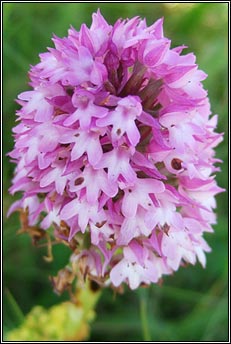 orchid,pyramidal (magairln na stuaice)