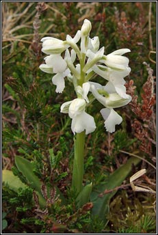 orchid,green-winged (magairln fitheach)