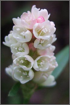persicaria,pale (gl�ineach bh�n)