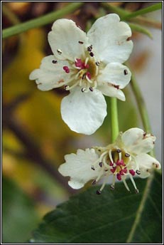 cultivated pear