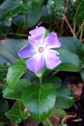 periwinkle,greater (an finc�n mor)