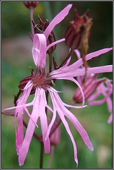 ragged robin (pl�r na cuaiche)