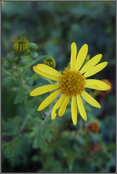 ragwort,hybrid