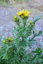 ragwort (buachlan b�i)