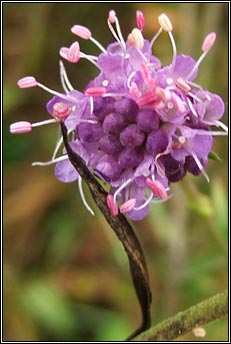 scabious,devils-bit (odhrach bhallach)