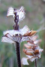 selfheal seedheads (du�n ceannchosach)
