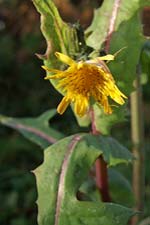smooth sow-thistle (bleacht�n m�n)