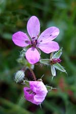 common storksbill (creagach)