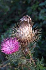 spear thistle (feochad�n colgach)