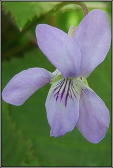 violet,common dog-violet (fanaigse)