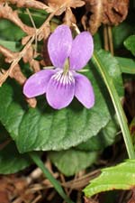 dog violet (fanaigse)
