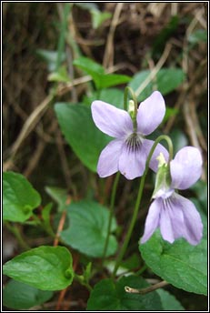 violet,pale dog-violet (sailchuach liath)